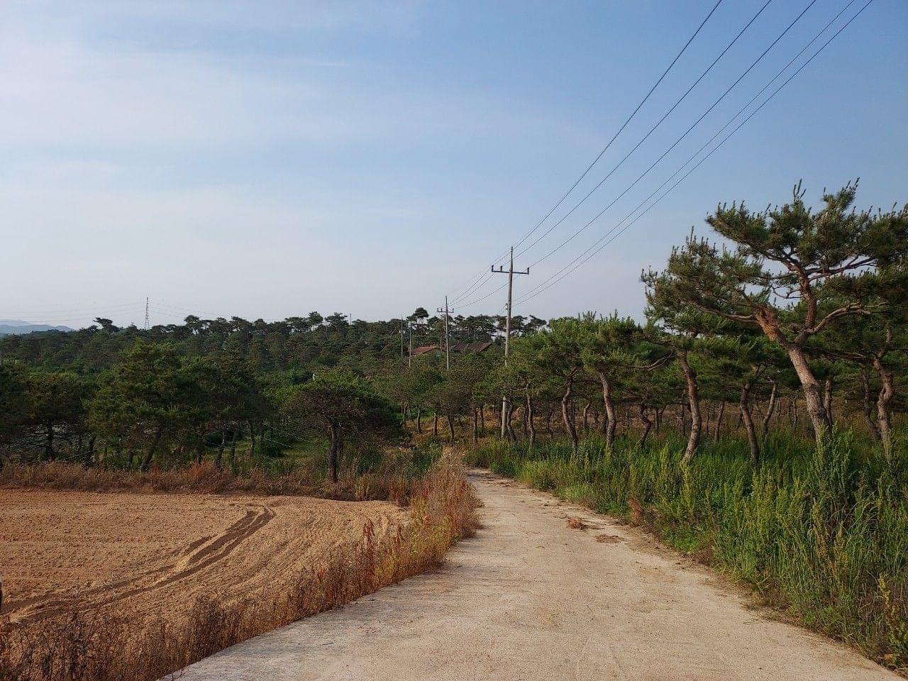넓게 펼쳐진 형제농원의 소나무 밭