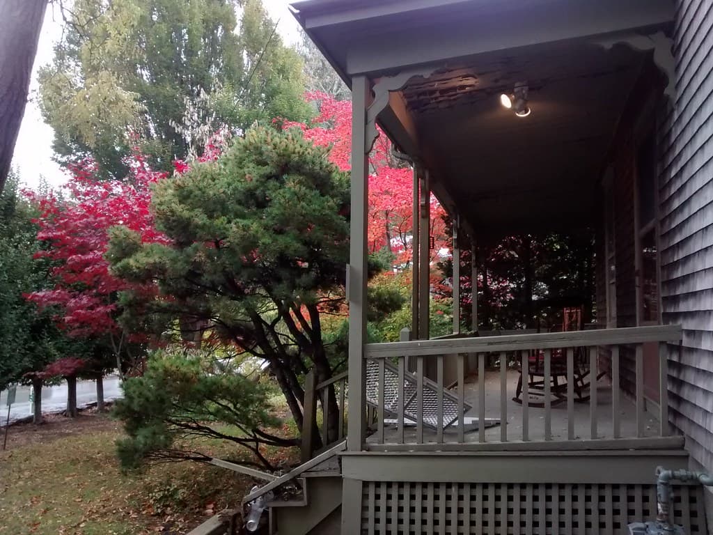 나무 번호 30-03 소나무 사진