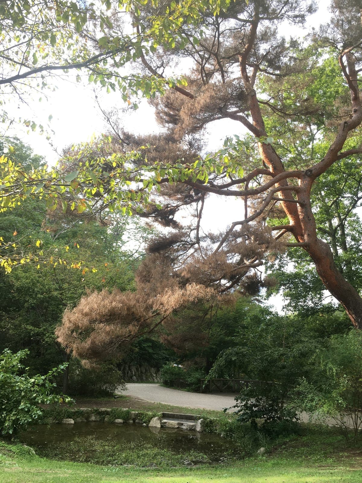 나무 번호 35-03 사진 1